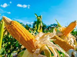 Scot Consultoria: Milho segue em queda, mas cota��es s�o 43% maiores do que h� um ano