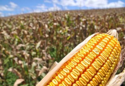 Quase 40% da pr�xima safra de milho do Norte Araguaia j� est� vendida