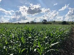 Soja ainda mant�m estabilidade em Chicago nesta 5�, mas com leves altas