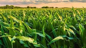 Chuvas afetam colheita; pre�o segue est�vel