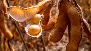 Pequenos produtores investem em soja n�o transg�nica no norte do Paran�