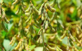 Soja d� in�cio � semana com movimenta��o t�mida e leves baixas em Chicago nesta 2� feira