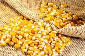 Milho sente press�o de clima positivo para safrinha e cota��es recuam na B3