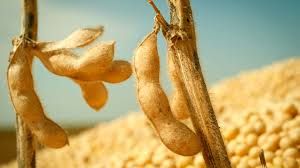 Valor Bruto de Produ��o (VBP) da soja