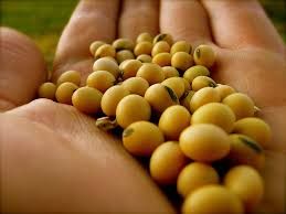 Pre�o da soja  segue em queda