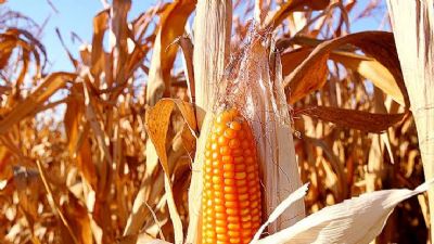 Alta do milho em Mato Grosso deixa produtores de leite e su�nos no vermelho