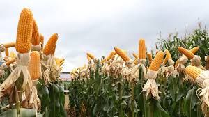 Milho: Mercado futuro encerra a sess�o da 2� feira em campo misto na Bolsa de Chicago