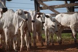 Pre�o do bezerro est� em movimento de queda desde meados de 2021