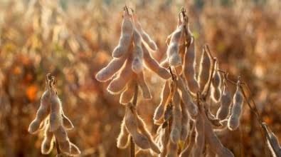 Norte Araguaia deve puxar para baixo a m�dia de produtividade das lavouras de Mato Grosso