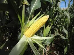 Milho inicia mais uma semana em alta na Bolsa Brasileira