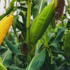 Cota��o em Chicago cai