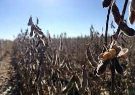 AgResource revisa safra de soja e de milho