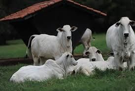 A cota��o do boi gordo vem reagindo desde o an�ncio da retomada da exporta��o de carne bovina para a China