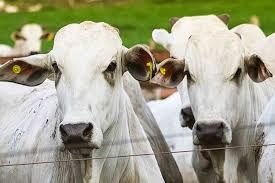 Fim das restri��es da R�ssia � importa��o de carne bovina