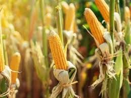 Milho segue despencando na B3