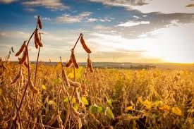 Soja cai forte em Chicago