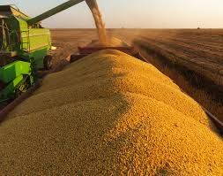 Exporta��o de soja  deve cair