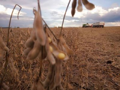 Soja fecha janeiro com queda de 2,92%