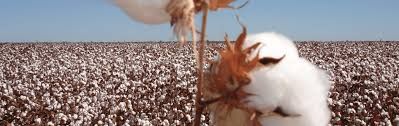 Produ��o de algod�o da China atinge recorde