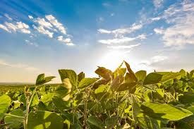 Datagro eleva previs�o de �rea plantada de soja do Brasil
