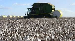 Indicador  do algod�o cai mais de 10% em abril e chega a ficar abaixo da paridade de exporta��o