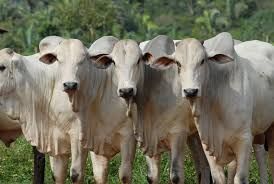 CNA pretende levar ao Minist�rio da Agricultura proposta de rastreabilidade de cada cabe�a de gado
