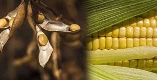 USDA mant�m estoques americanos inalterados