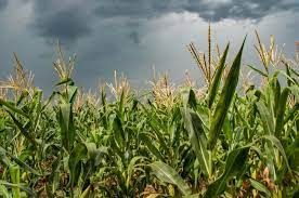 Temperaturas mais frias, que podem alongar ciclo do milho segunda safra