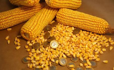 Est�vel nesta sexta-feira, milho acumula queda de 1,35% na semana em Chicago