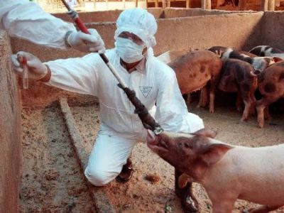 Acrimat e Indea-MT finalizam levantamento sorol�gico sobre peste su�na cl�ssica em Vila Rica e Santa Terezinha