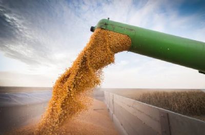 Milho: Contratos futuros iniciam a semana operando em campo misto na Bolsa de Chicago