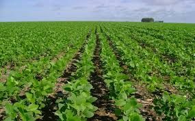 Importa��es de soja pela UE somam 7,48 mi t no acumulado de 2022/23