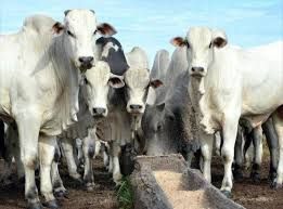 Carne bovina recua menos que arroba do boi em mar�o, com margens positivas para os frigor�ficos de mercado interno