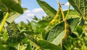 Soja d� sequ�ncia �s baixas em Chicago e testa m�nimas em 5 meses nesta 6�