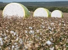 Algod�o tem recuo no mercado