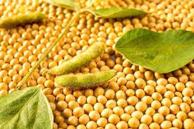 DATAGRO Gr�os projeta recorde de volume e receita nas exporta��es do complexo soja brasileiro em 2023