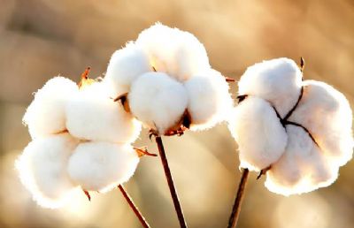 Abrapa classifica 2019 como ano excepcional para o algod�o brasileiro e espera 2020 positivo