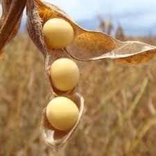 Soja realiza lucros e testa leves baixas em Chicago nesta 4� feira