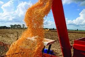 Custo de produ��o de milho em Mato Grosso tem leve queda