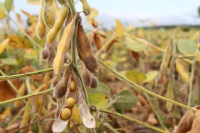 Soja em Chicago sobe mais de 1% na semana e ajuda na manuten��o de pre�os e neg�cios no Brasil