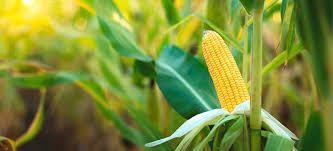 In�cio do plantio nos EUA pressiona quedas do milho em Chicago