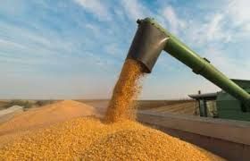 Imea: alta no valor bruto da produ�ao do milho