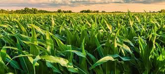 Mato Grosso do Sul ainda tem 5% das lavouras de milho por plantar