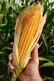 Fundos restauram vis�es de baixa no milho CBOT