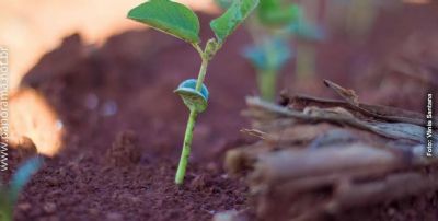 PRONAF: Agricultura familiar ter� mais R$ 1 bilh�o para investimento