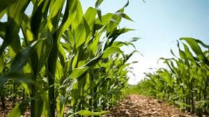 Mercado inicia a sess�o desta 4� feira com perdas na Bolsa de Chicago