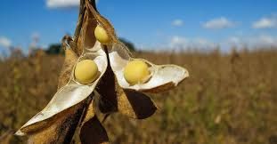 Soja d� sequ�ncia �s altas da �ltima semana e sobe em Chicago nesta 2� feira