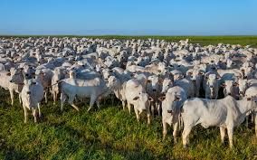 Volume exportado de carne bovina atinge 22,5 mil toneladas