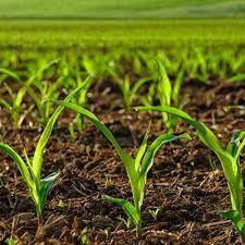 Famasul confirma fim do plantio do milho no MS e aponta boa qualidade das lavouras