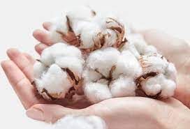 Semeadura  do algod�o nos EUA